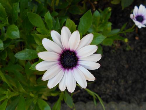 Witte bloem met paarse kern